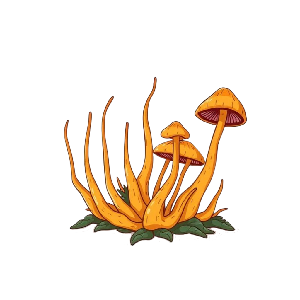 Cordyceps Mushroom