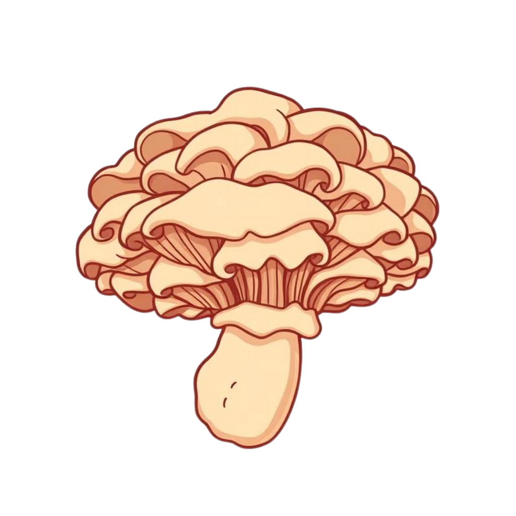 Maitake Mushroom